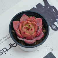 3'' Echeveria Purple Champagne, Rare Live Succulent Plants