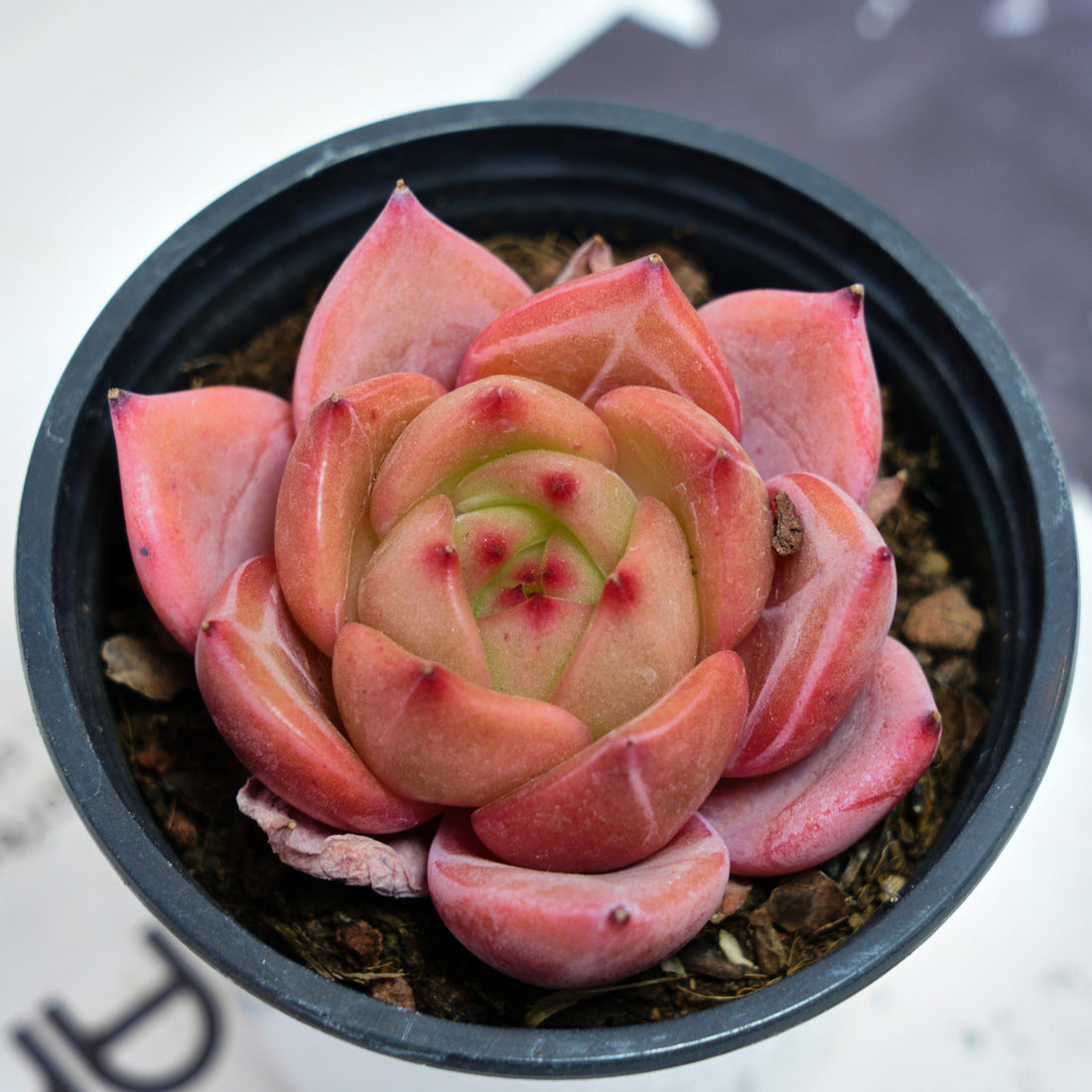 3'' Echeveria Purple Champagne, Rare Live Succulent Plants