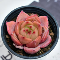 3'' Echeveria Purple Champagne, Rare Live Succulent Plants