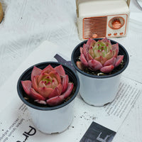 3'' Echeveria Purple Champagne, Rare Live Succulent Plants