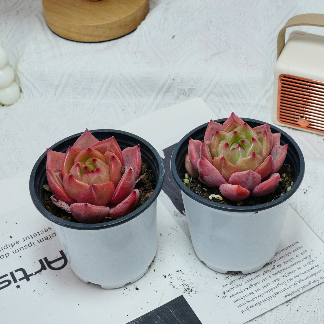 3'' Echeveria Purple Champagne, Rare Live Succulent Plants