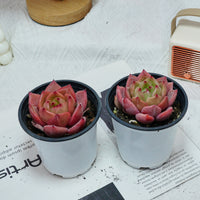3'' Echeveria Purple Champagne, Rare Live Succulent Plants
