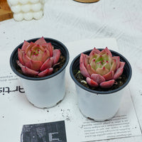 3'' Echeveria Purple Champagne, Rare Live Succulent Plants