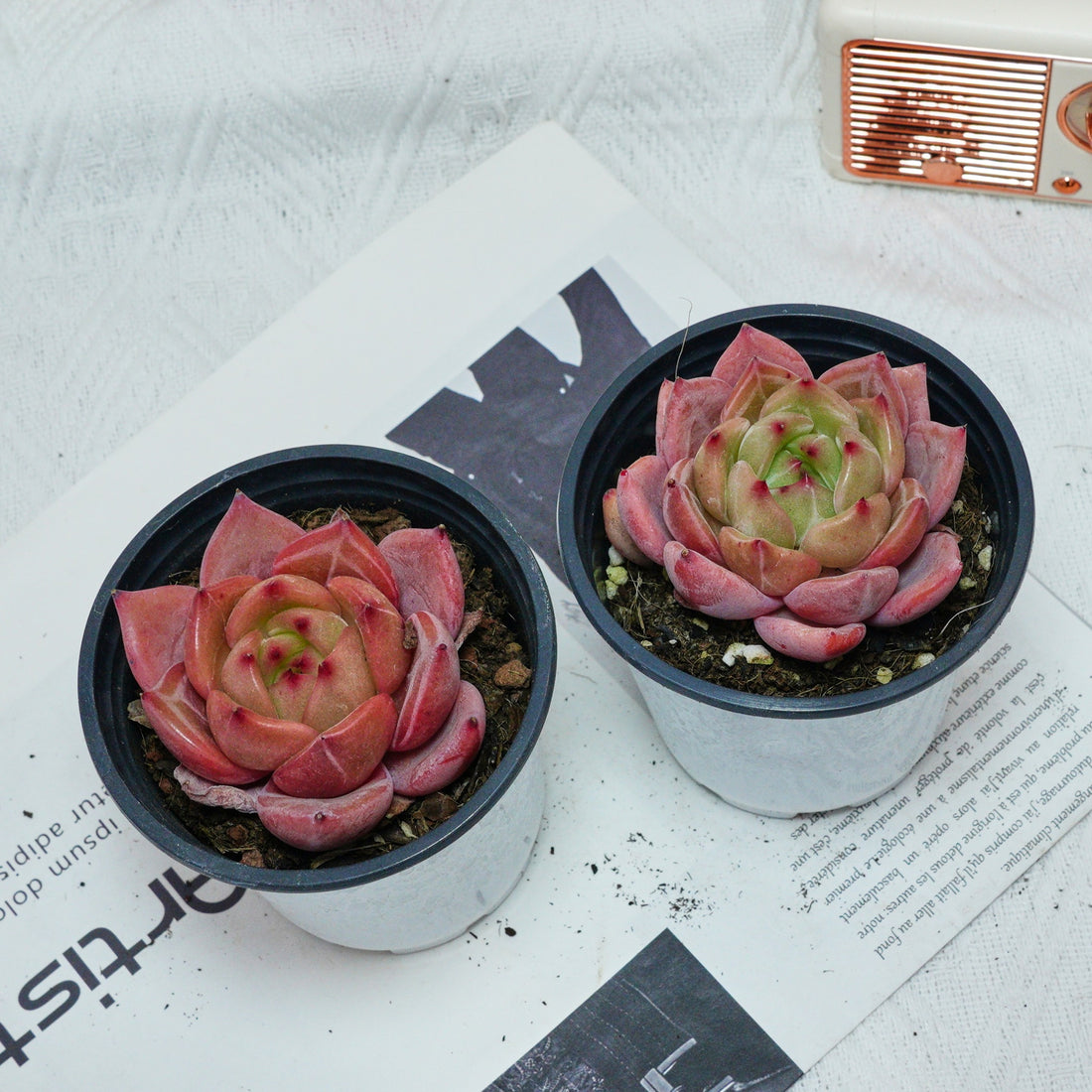 3'' Echeveria Purple Champagne, Rare Live Succulent Plants