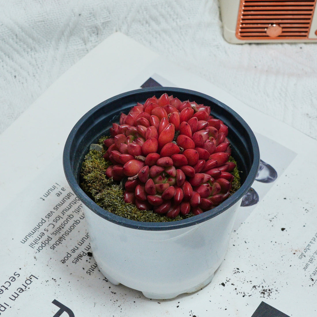 3'' Echeveria Pink Rubby, Rare Live Succulent Plants
