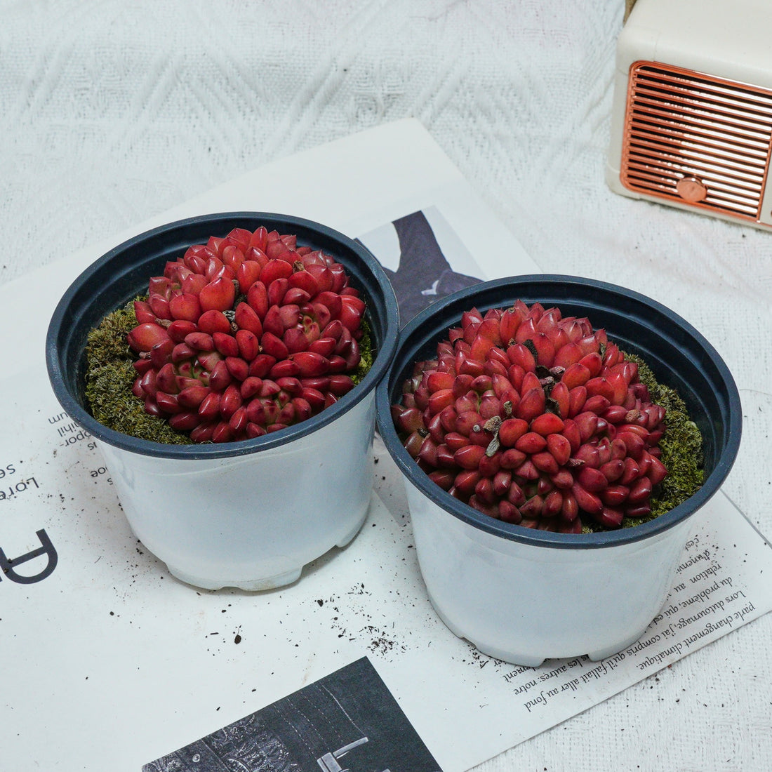 3'' Echeveria Pink Rubby, Rare Live Succulent Plants