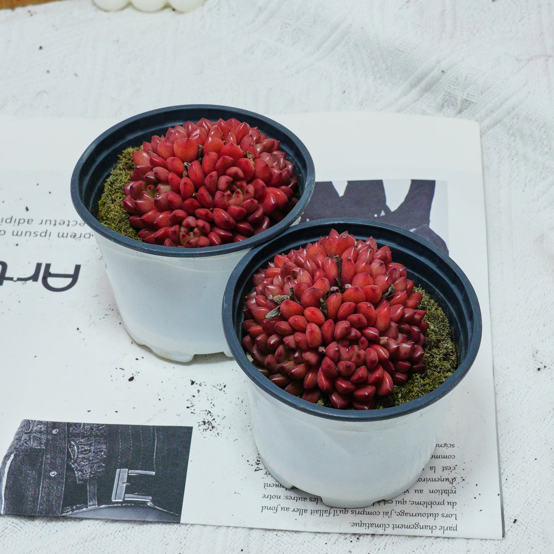 3'' Echeveria Pink Rubby, Rare Live Succulent Plants