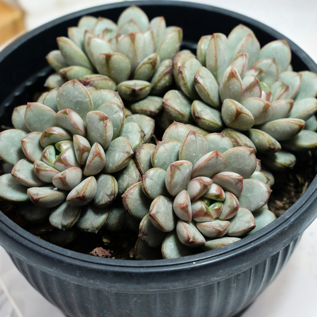 7'' Graptoveria Amethorum, Rare Live Succulent Plants
