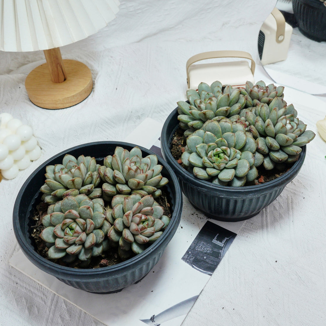 7'' Graptoveria Amethorum, Rare Live Succulent Plants