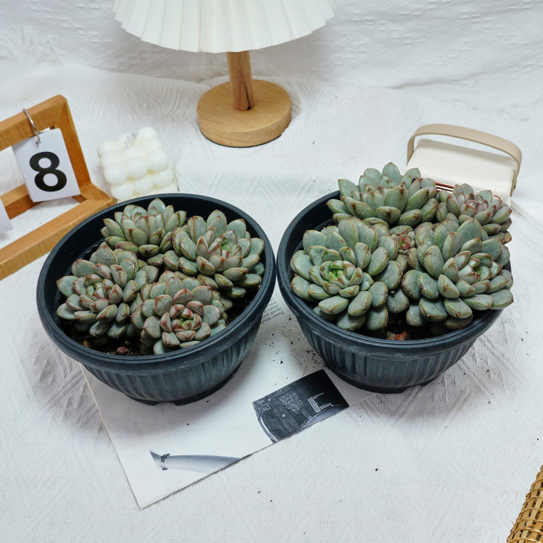 7'' Graptoveria Amethorum, Rare Live Succulent Plants