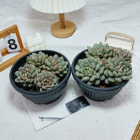 7'' Graptoveria Amethorum, Rare Live Succulent Plants