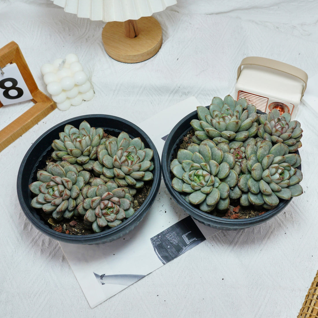 7'' Graptoveria Amethorum, Rare Live Succulent Plants