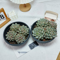 7'' Graptoveria Amethorum, Rare Live Succulent Plants