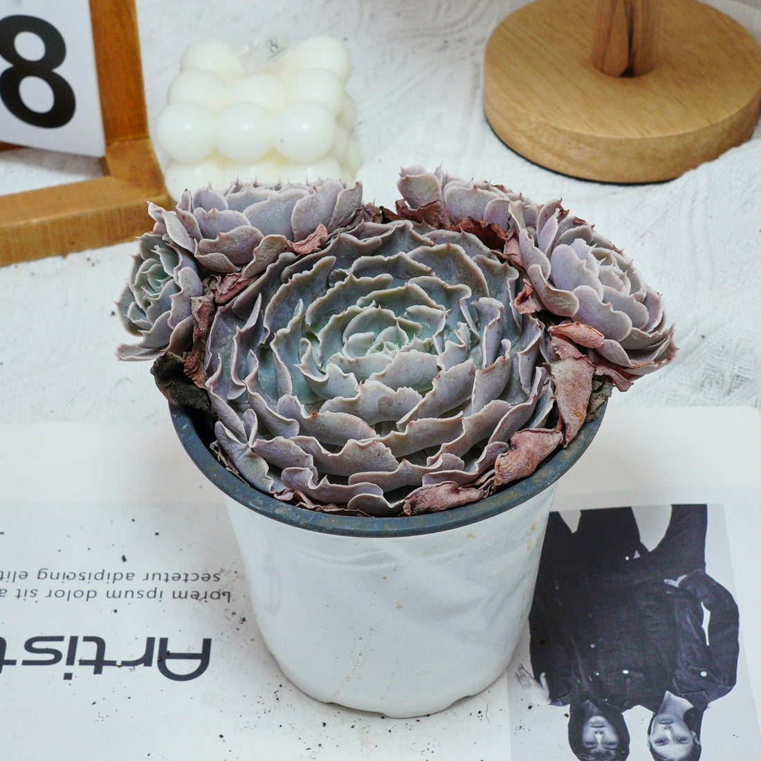 5'' Echeveria Swan Lake, Rare Live Succulent Plants