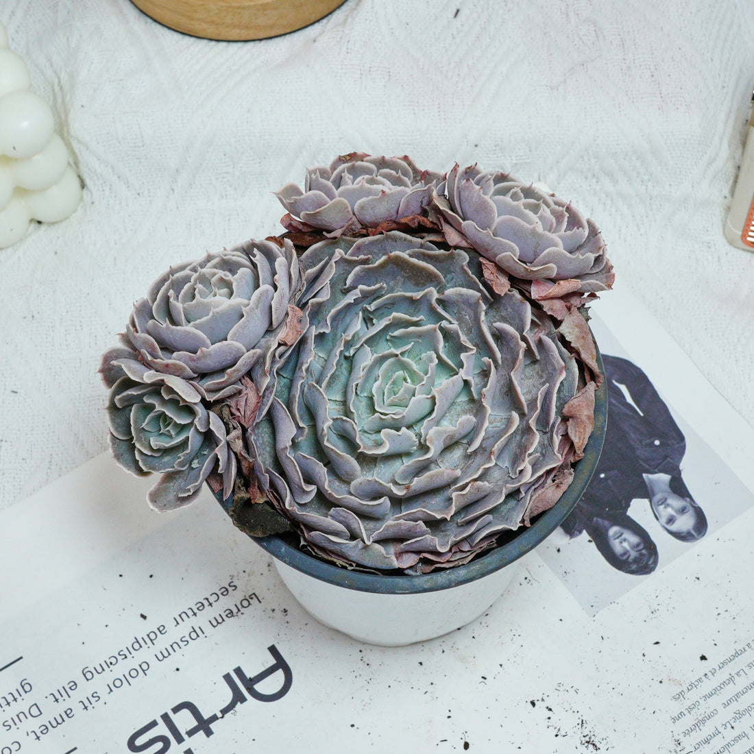 5'' Echeveria Swan Lake, Rare Live Succulent Plants