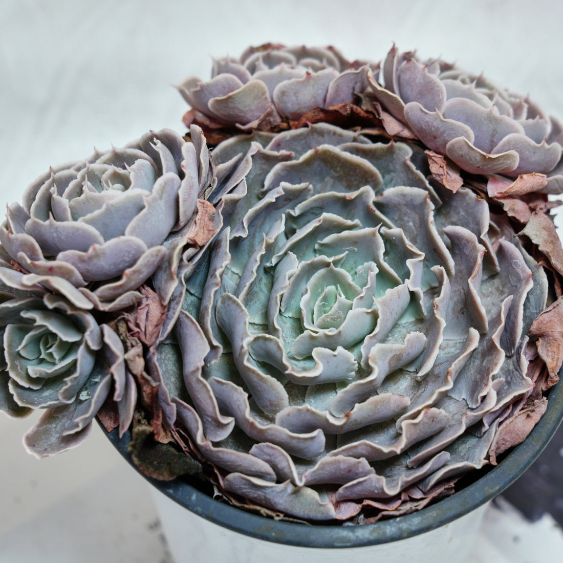 5'' Echeveria Swan Lake, Rare Live Succulent Plants