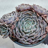 5'' Echeveria Swan Lake, Rare Live Succulent Plants