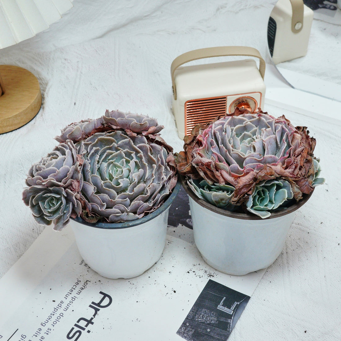 5'' Echeveria Swan Lake, Rare Live Succulent Plants