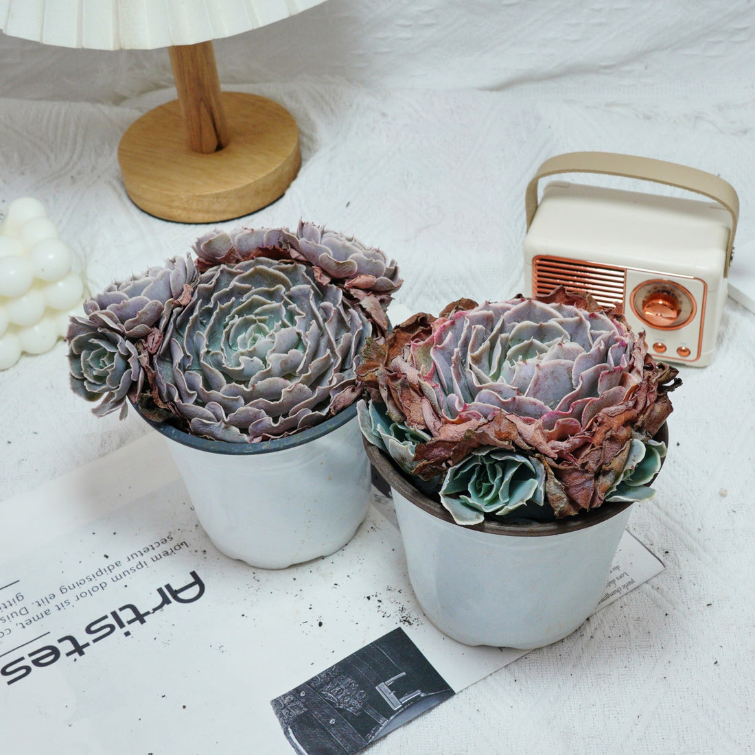 5'' Echeveria Swan Lake, Rare Live Succulent Plants
