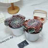 5'' Echeveria Swan Lake, Rare Live Succulent Plants