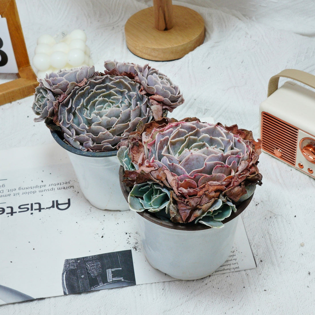 5'' Echeveria Swan Lake, Rare Live Succulent Plants