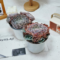 5'' Echeveria Swan Lake, Rare Live Succulent Plants