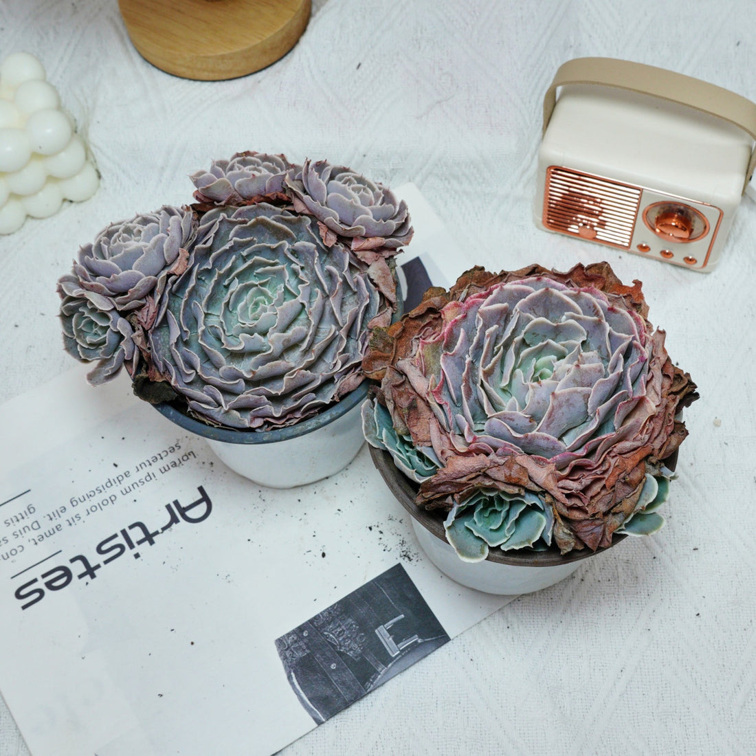 5'' Echeveria Swan Lake, Rare Live Succulent Plants