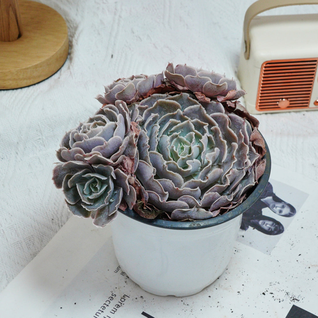 5'' Echeveria Swan Lake, Rare Live Succulent Plants