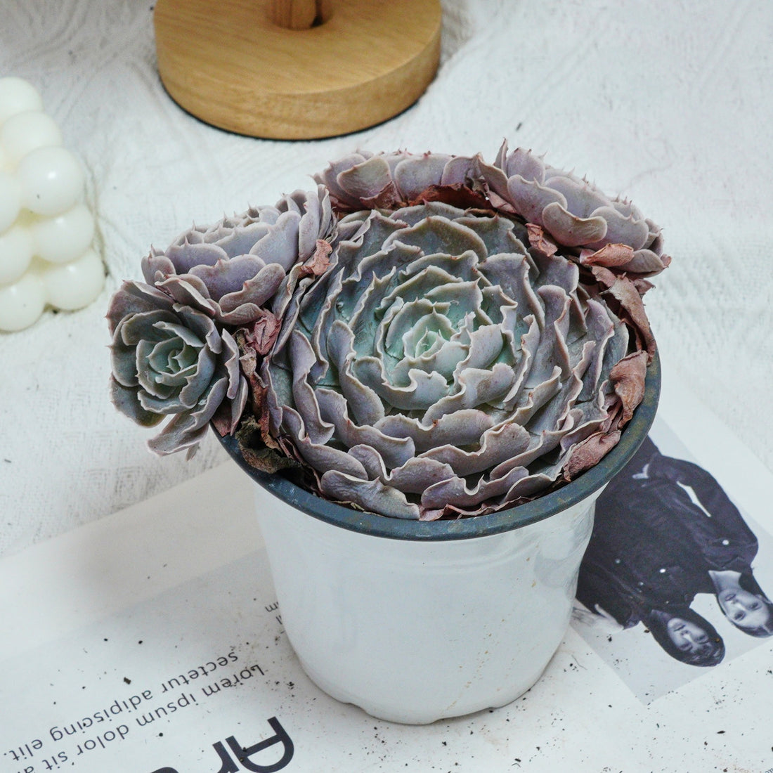 5'' Echeveria Swan Lake, Rare Live Succulent Plants
