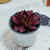 5'' Echeveria Agavoides Romeo Rubin, Rare Live Succulent Plants