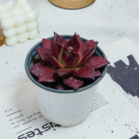 5'' Echeveria Agavoides Romeo Rubin, Rare Live Succulent Plants