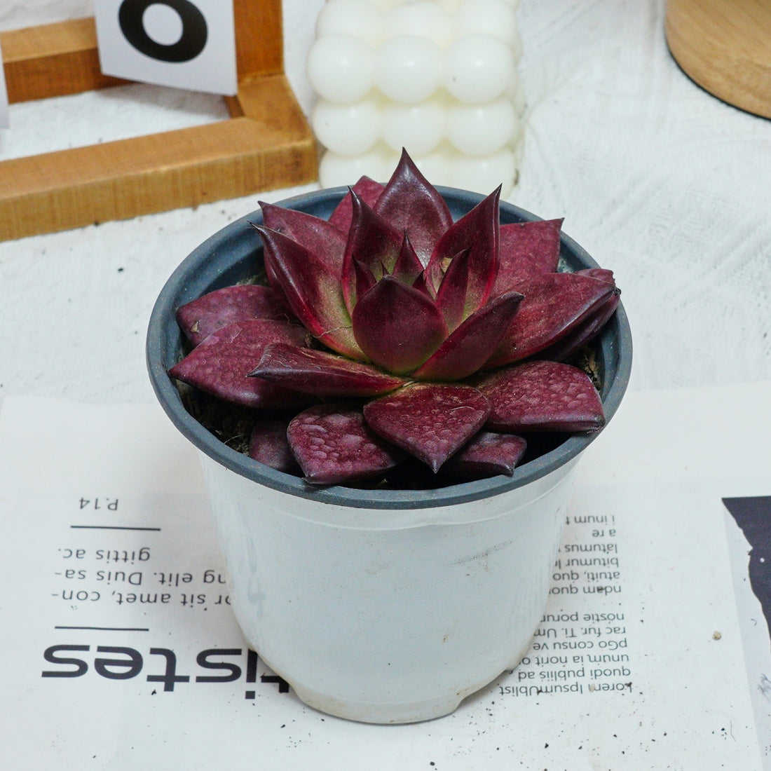 5'' Echeveria Agavoides Romeo Rubin, Rare Live Succulent Plants