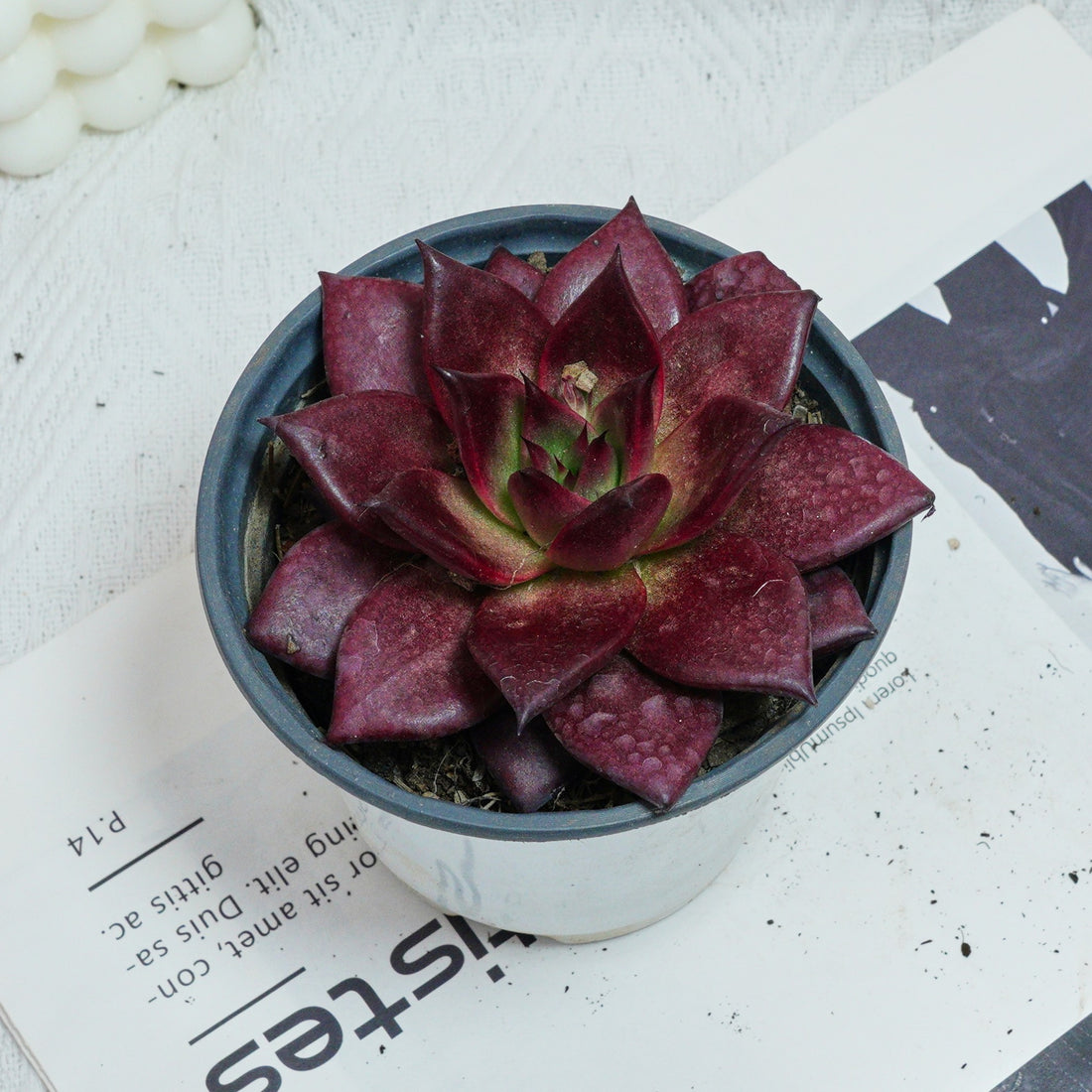 5'' Echeveria Agavoides Romeo Rubin, Rare Live Succulent Plants
