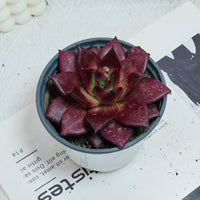 5'' Echeveria Agavoides Romeo Rubin, Rare Live Succulent Plants