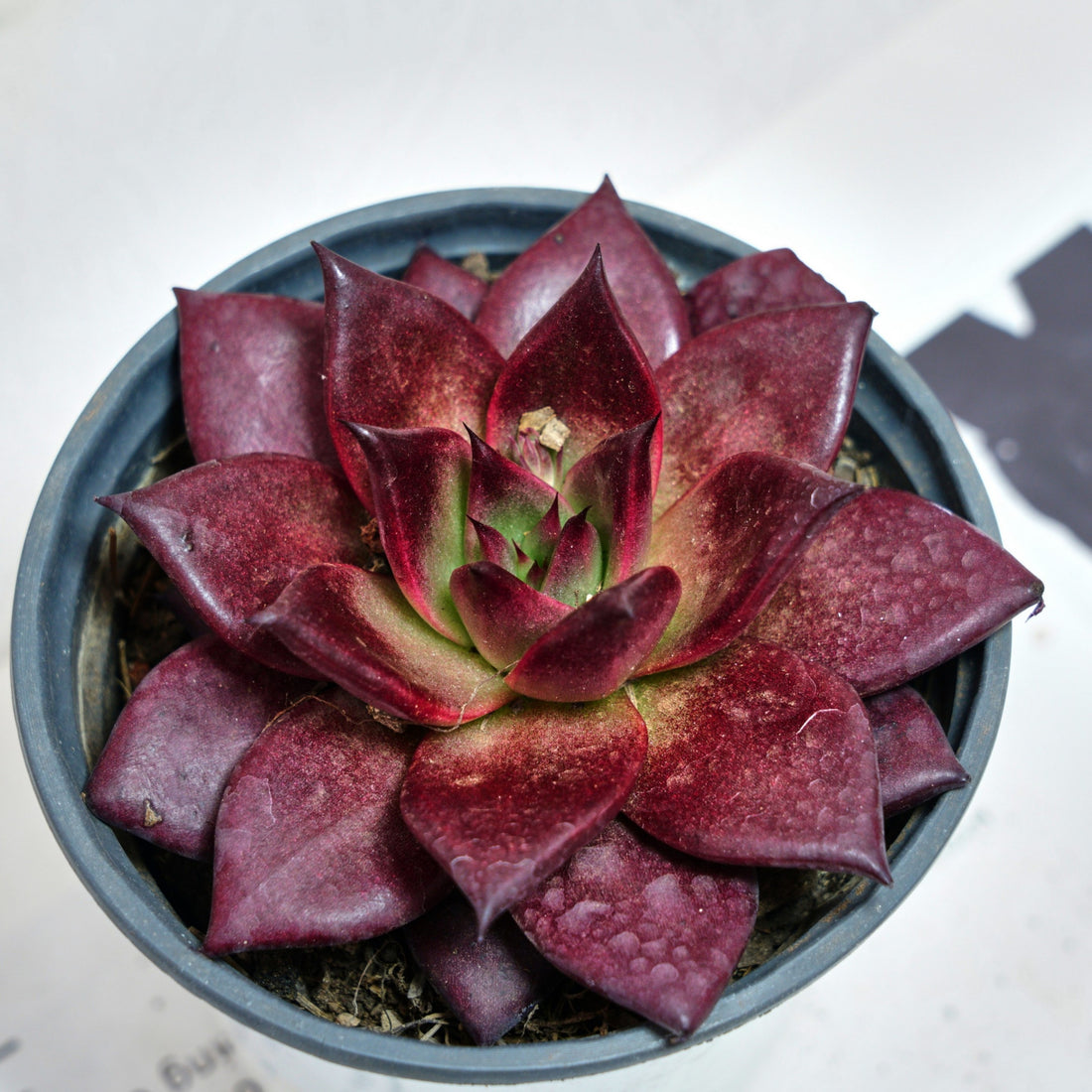 5'' Echeveria Agavoides Romeo Rubin, Rare Live Succulent Plants