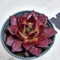 5'' Echeveria Agavoides Romeo Rubin, Rare Live Succulent Plants