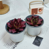5'' Echeveria Agavoides Romeo Rubin, Rare Live Succulent Plants