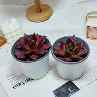5'' Echeveria Agavoides Romeo Rubin, Rare Live Succulent Plants