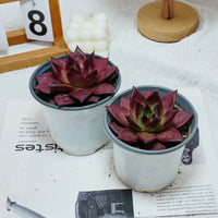5'' Echeveria Agavoides Romeo Rubin, Rare Live Succulent Plants