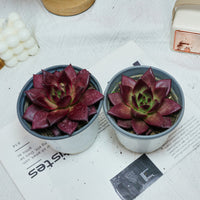 5'' Echeveria Agavoides Romeo Rubin, Rare Live Succulent Plants