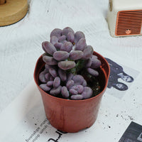 5'' Pachyphytum Orange Snowball, Rare Live Succulent Plants