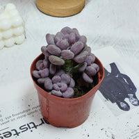 5'' Pachyphytum Orange Snowball, Rare Live Succulent Plants