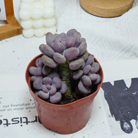5'' Pachyphytum Orange Snowball, Rare Live Succulent Plants
