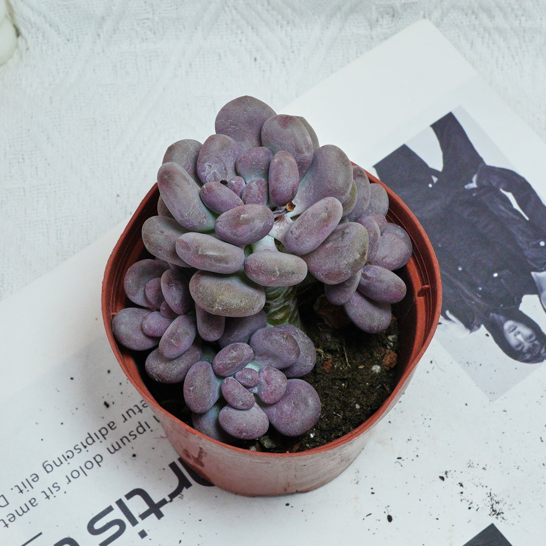 5'' Pachyphytum Orange Snowball, Rare Live Succulent Plants