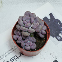 5'' Pachyphytum Orange Snowball, Rare Live Succulent Plants