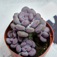 5'' Pachyphytum Orange Snowball, Rare Live Succulent Plants