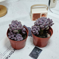5'' Pachyphytum Orange Snowball, Rare Live Succulent Plants