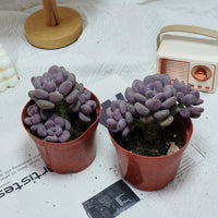 5'' Pachyphytum Orange Snowball, Rare Live Succulent Plants