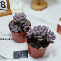 5'' Pachyphytum Orange Snowball, Rare Live Succulent Plants