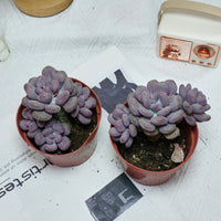 5'' Pachyphytum Orange Snowball, Rare Live Succulent Plants